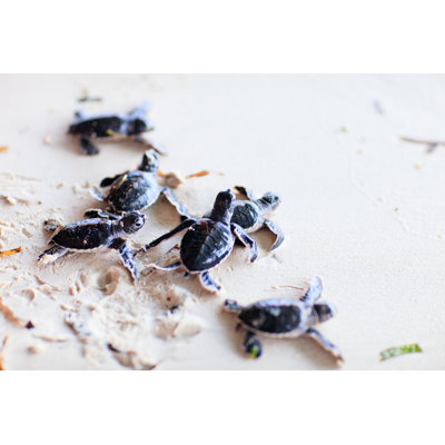 «Baby Turtles» par Shalamov - photographie sur toile tendue