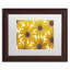 « yellow cape marguerites », reproduction de photo sur toile-32708572-32708576