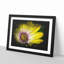 Yellow Gerbera Flower - Framed Print-56842157-56842158
