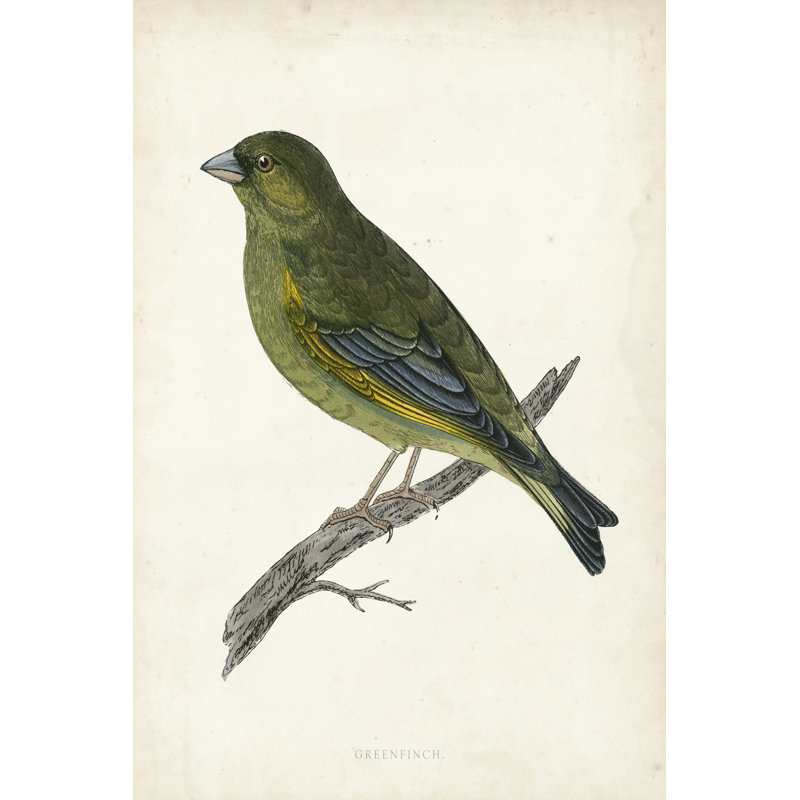 Morris Greenfinch - Wrapped Canvas Print, 122cm H x 81cm W