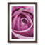 The Heart of a Pink Rose - Picture Frame Painting Print-56855694-56855695