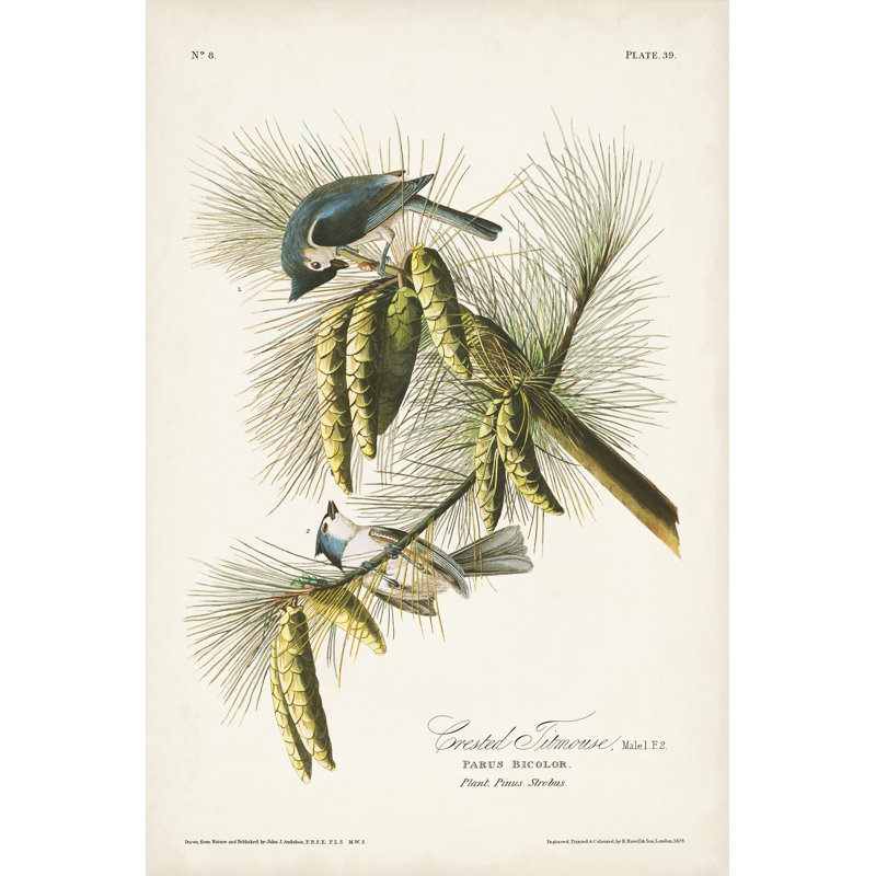 Pl. 39 mésange à crête 39, H 18 po x l 12 po