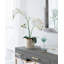 Orchidée rayée en pot