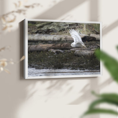 Solo Flight -Framed Print - Restickable