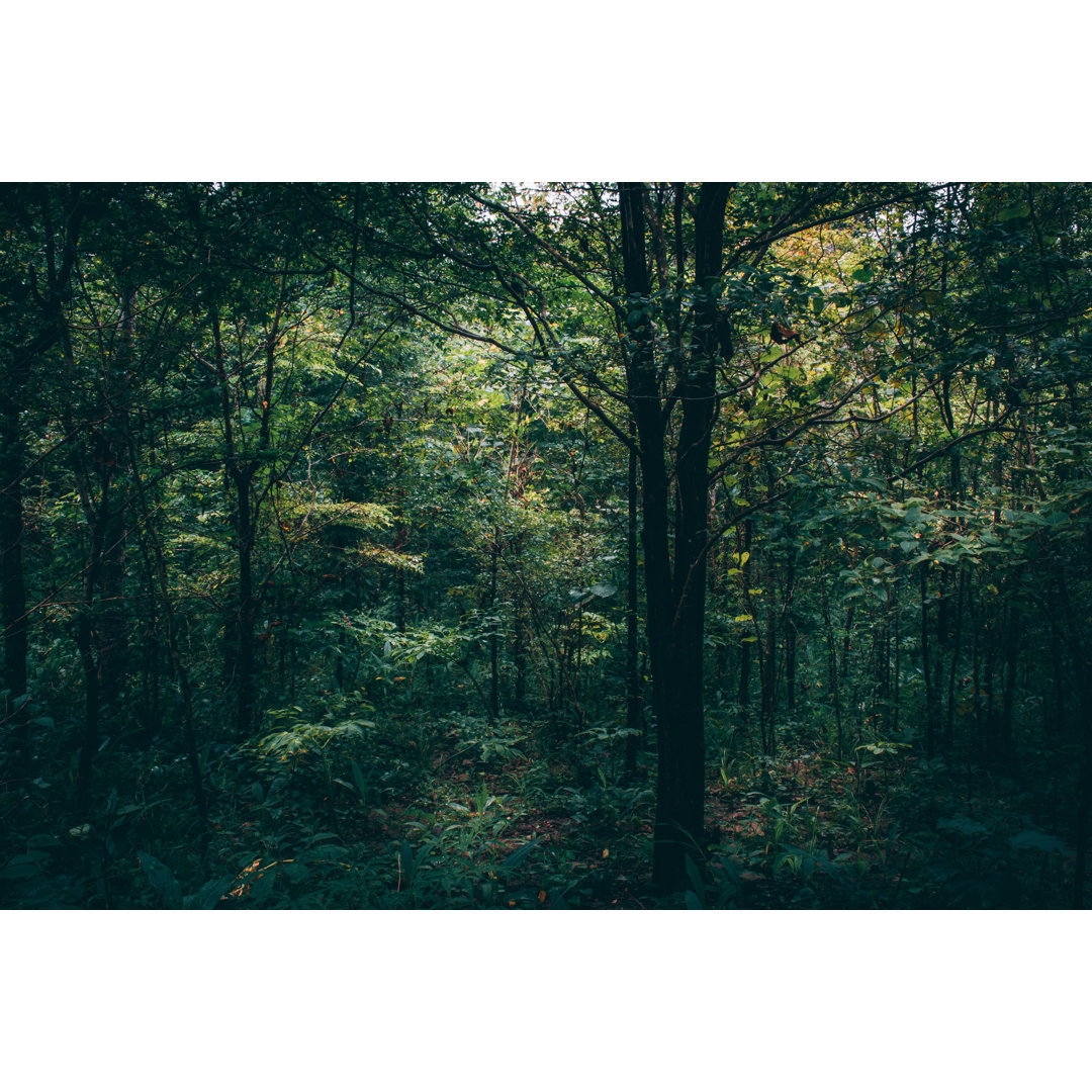 Leinwandbild Walkway in Mysterious Forest. Farbeffekt Dunkel