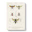 Insect Illustrations PL. 5 by Charles D Orbigny - Wrapped Canvas-55363068