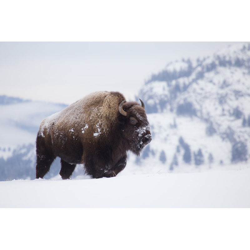 Bison On Hill - Wrapped Canvas Print, 51cm H x 76cm W x 3.8cm D