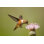 Colibri roux sur une fleur de chardon par Birdimage