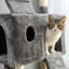 Arbre à chat 69 "Egremont-374617149