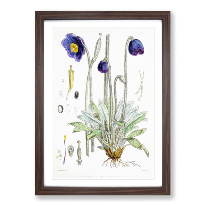 Himalayan Blue Poppy by W. H. Fitch - Picture Frame Painting Print on MDF, Walnut Framed, 48cm H x 36cm W x 2cm D