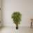 Twiggy Bamboo Silk Tree