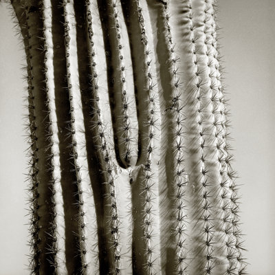 Étoile de cactus