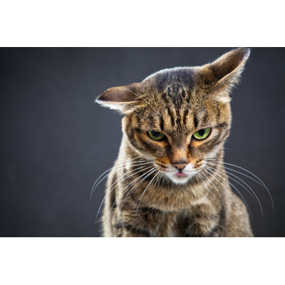 Portrait of a brown cat