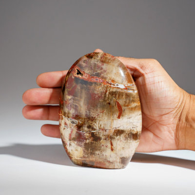 Polished Petrified Wood Freeform from Madagascar (1.75 Lbs)