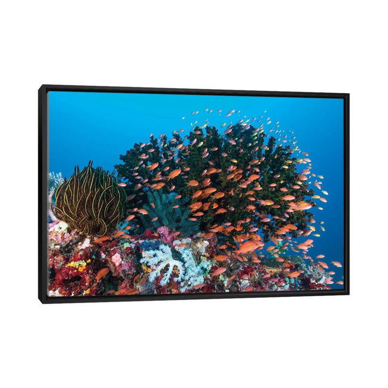 « school of anthias fish nageing over a couleur récif », reproduction de photo sur toile, Toile avec cadre noir, Pas de tapis