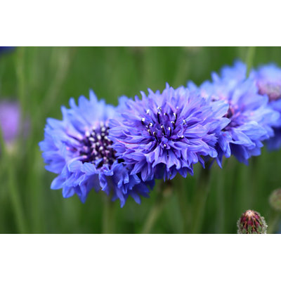Centaurea Cyanus par Queserasera99 - Photographie sur toile tendue