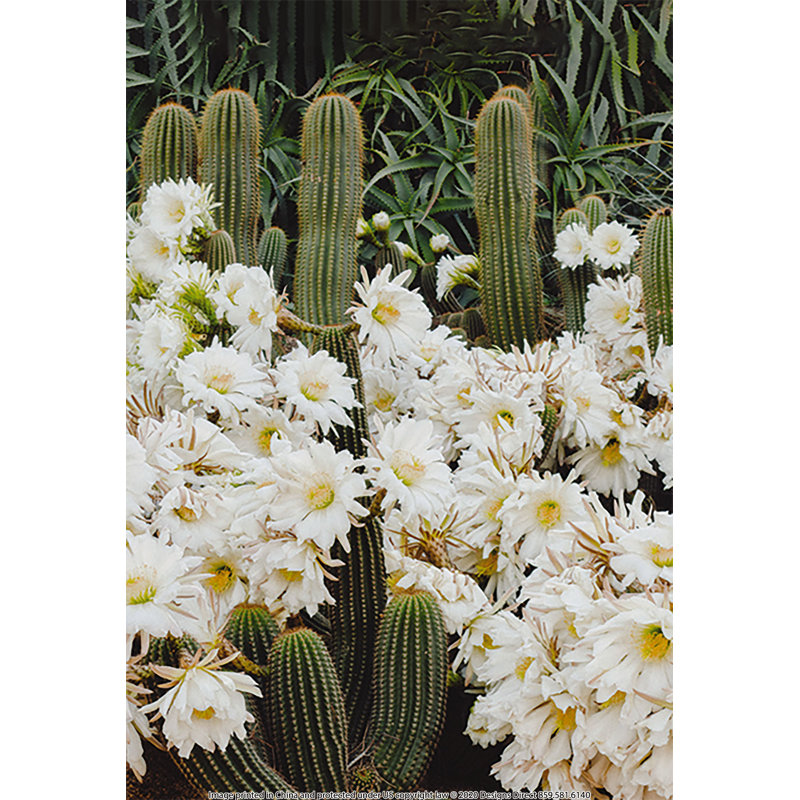 Flower Cactus - Photograph Print, 46 cm H x 30 cm W, Black Floater Framed