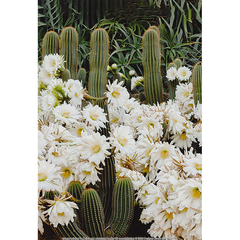 Flower Cactus - Photograph Print, 46 cm H x 30 cm W, Black Floater Framed