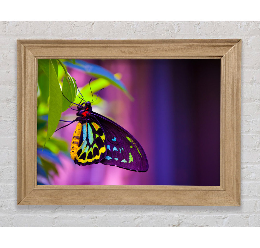 Schmetterling Nahaufnahme auf einem Blatt - Druck