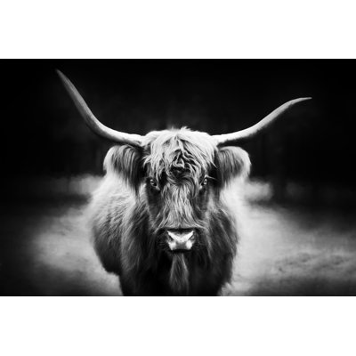 Étude de photographie Highland