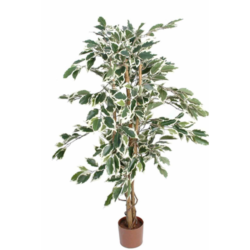 110cm Ficus Tree in Pot