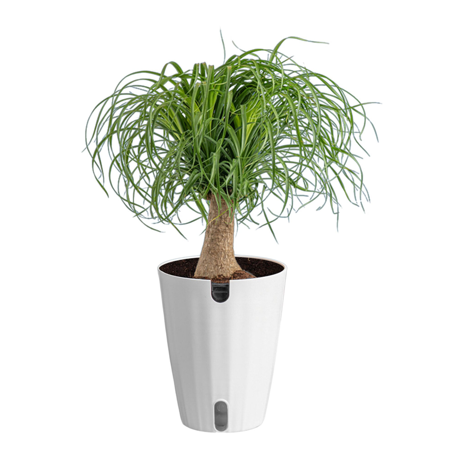 Costa Farms Ponytail Palm Plant, White