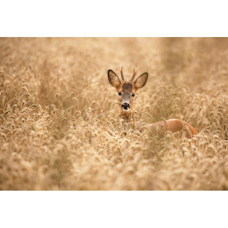 Wrapped Canvas Print, 81.28 cm H x 121.92 cm W