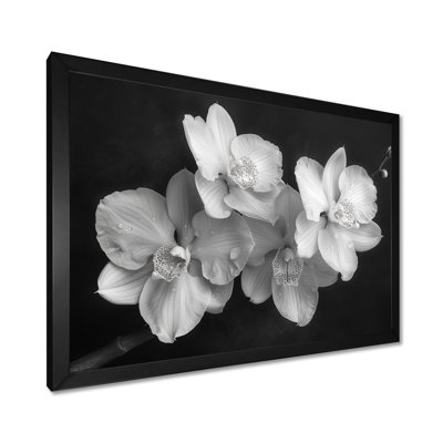 Art botanique noir et orchidées photo II - Orchidées murales