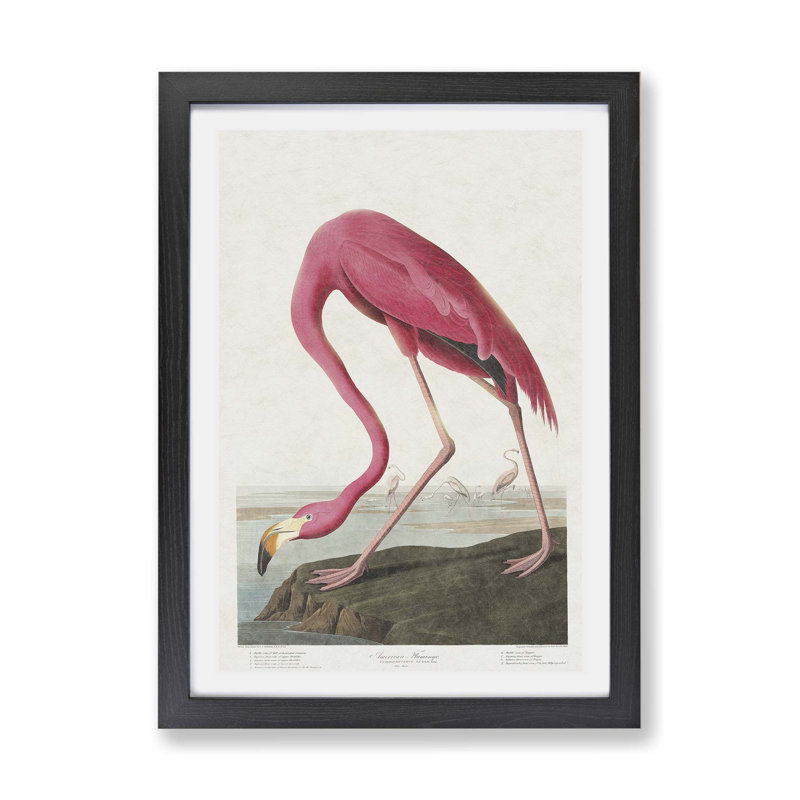 Pink Flamingo by John Audubon - Single Picture Frame Painting, Black, 45cm H x 63cm W x 2cm D