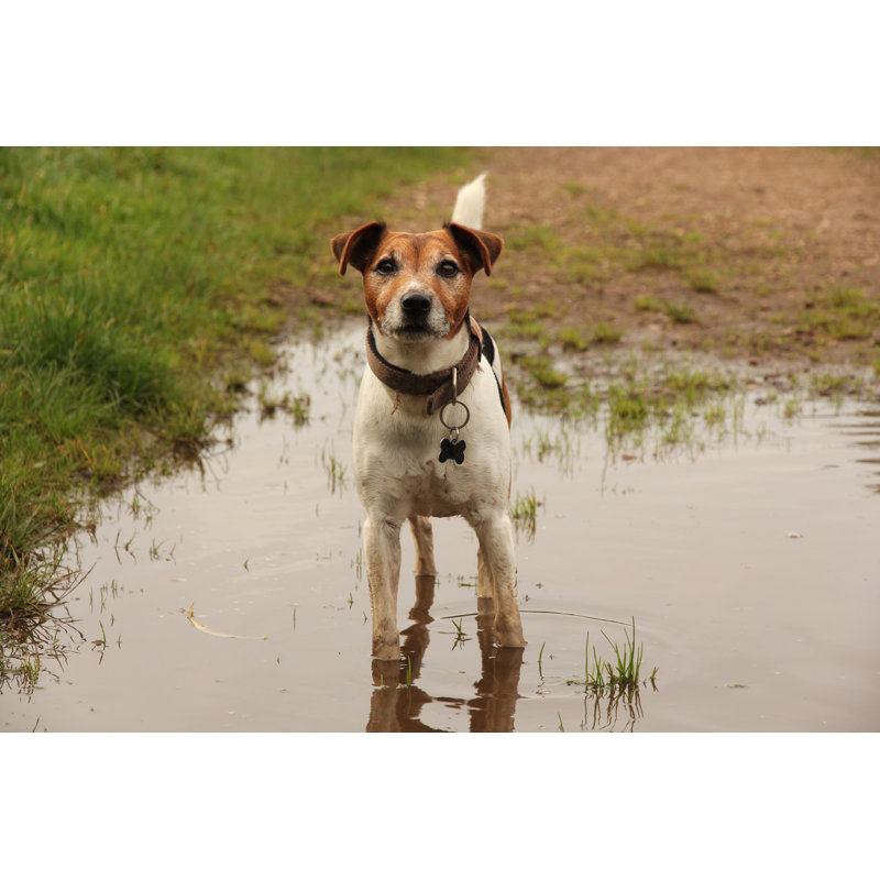 Petit chien dans une flaque d'eau par Baz - photographie sur toile tendue, L 30 po x H 20 po