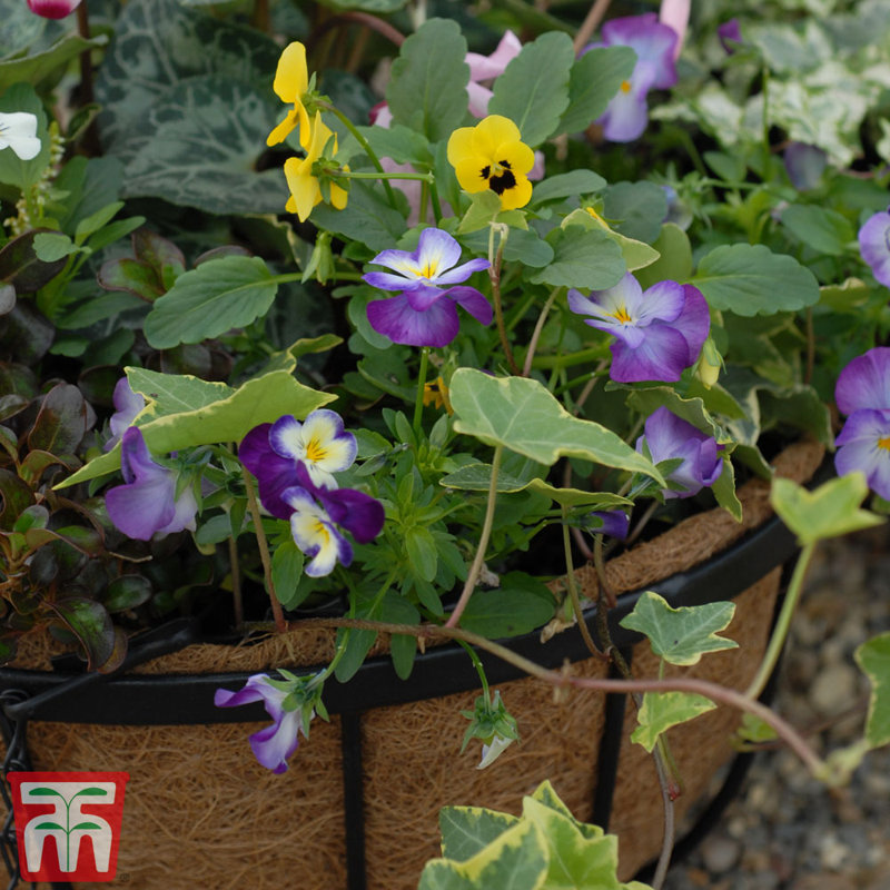 Dubenky Hanging Basket Planter with Liner (x4), 2