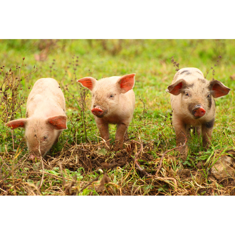Cute Little Piglets by Balwan - Wrapped Canvas Print, 30cm H x 46cm W