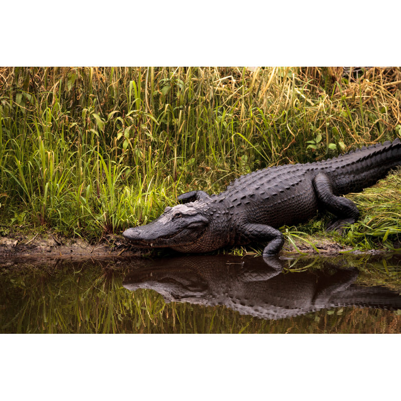 American Alligator by LagunaticPhoto - Wrapped Canvas Print, 51cm H x 76cm W