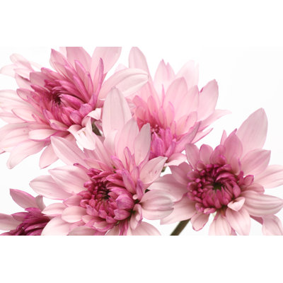 Chrysanthemums - Wrapped Canvas Print