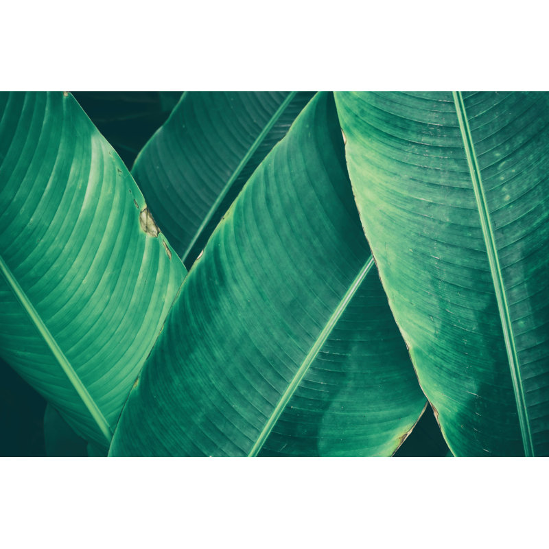 Tropical Leaf, Dark Green Foliage For Backgrounds - Wrapped Canvas Print, 81cm H x 122cm W