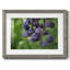 Aubergine-133614900-133614903