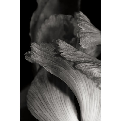 Iris abstrait I