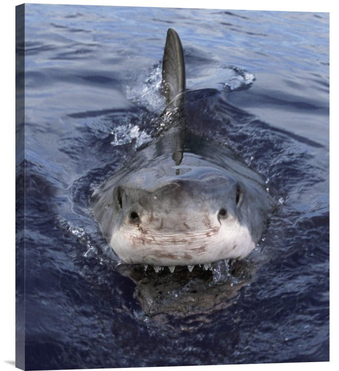 " Great White Shark At Surface, Cape Province, South Africa ", Wrapped Canvas, 22" H x 18.7" W