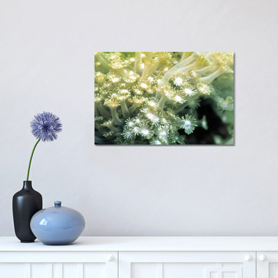 Goniopora Green Coral - Wrapped Canvas Print