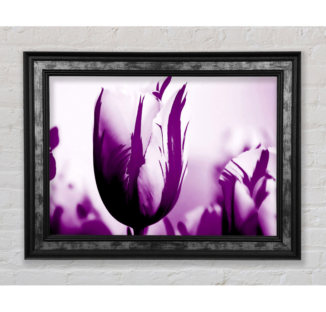 Gem Of A Tulip Purple - Einzelner Bilderrahmen Kunstdrucke