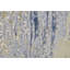 Tapis décoratif abstrait en polypropylène Takara-1527322334