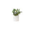 Succulents Arrangement in Ribbed White Ceramic Planter