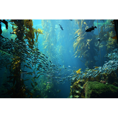 " Kelp Forest View "
