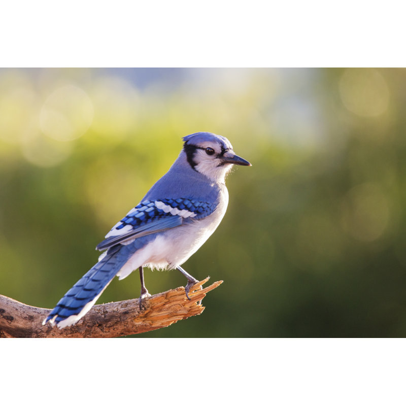 American Blue Jay - Wrapped Canvas Print, 61cm H x 91cm W x 3.8cm D
