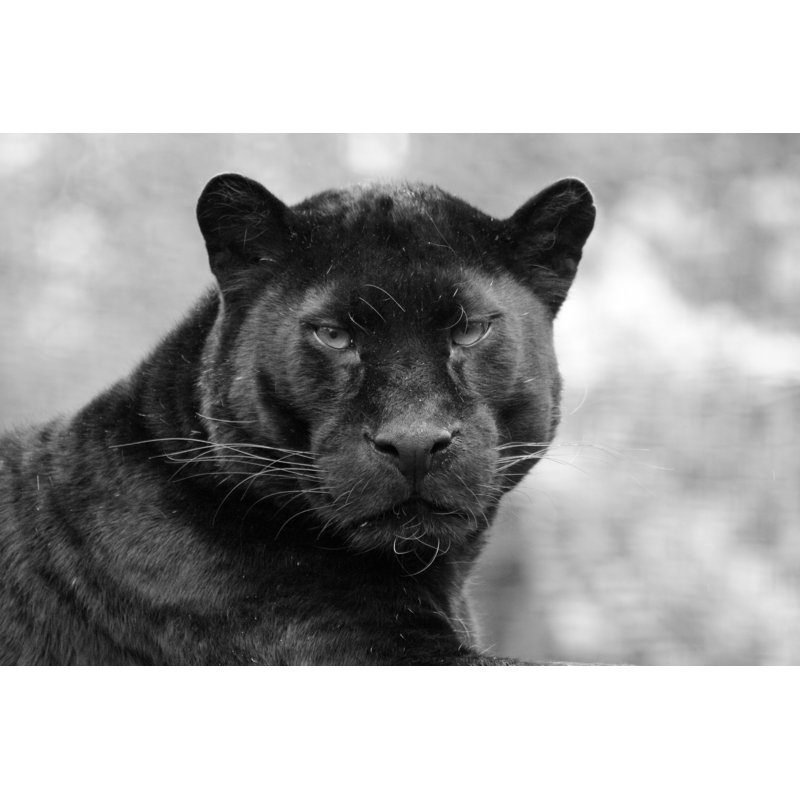 Black Panther - Photographie sur toile tendue, H 8 po x l 12 po x P 1,25 po