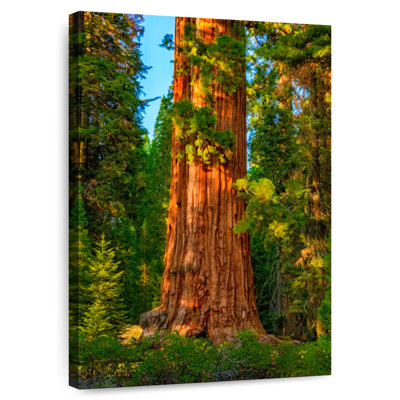 Harnek Kings Canyon Sequoia