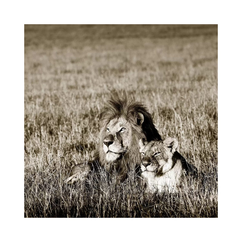 Contented Lion by Klaus Tiedge - Print on Canvas, 30.48 cm H x 30.48 cm W, Wrapped Canvas