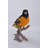 Oriole on Branch Statue