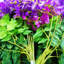 Faux Wisteria Swag-339493247