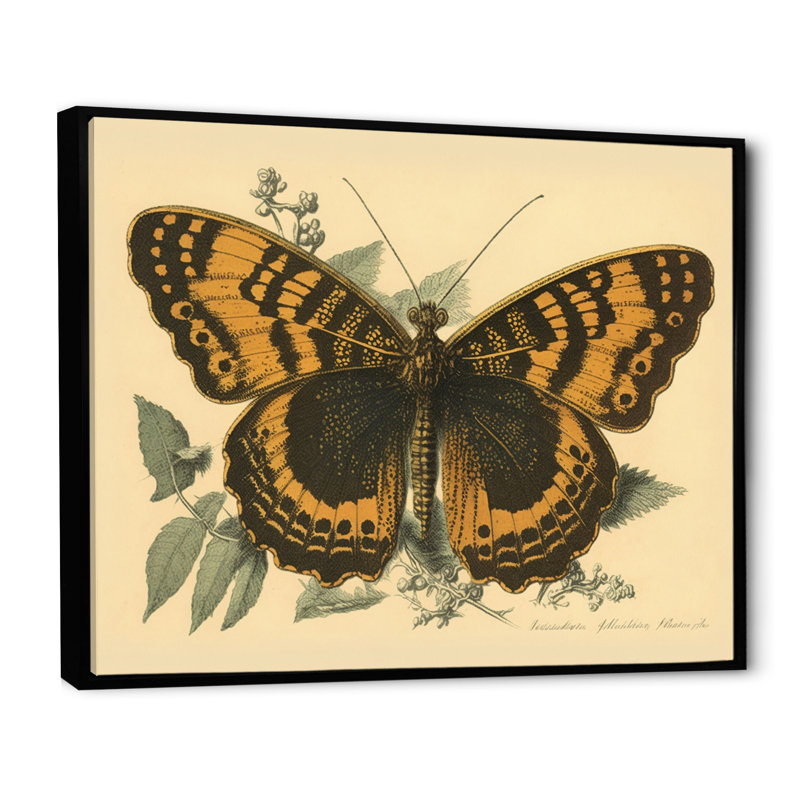 «Aneia Vintage Illustration Of Butterfly I», reproduction sur toile, H 12 po x l 20 po x P 1 po